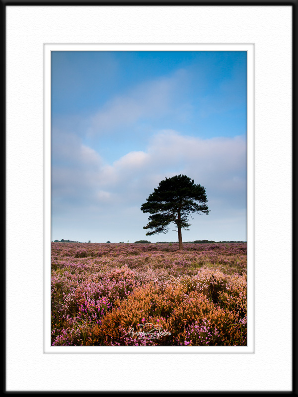 Ellingham Tree - It's Behind You!!